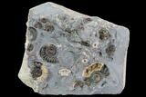 Ammonite Fossil Cluster - Somerset, England #86273-1